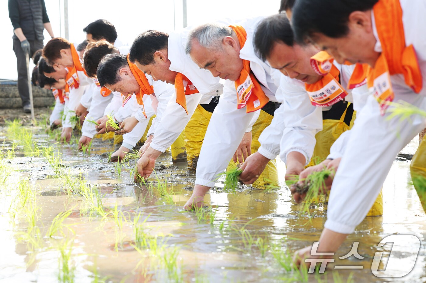 13일 오후 경기 이천시 호법면 한 비닐하우스 논에서 열린 '전국 첫 모내기' 행사에서 참석자들이 올해 첫 모내기를 하고 있다. (공동취재) 2025.2.13/뉴스1 ⓒ News1 김영운 기자