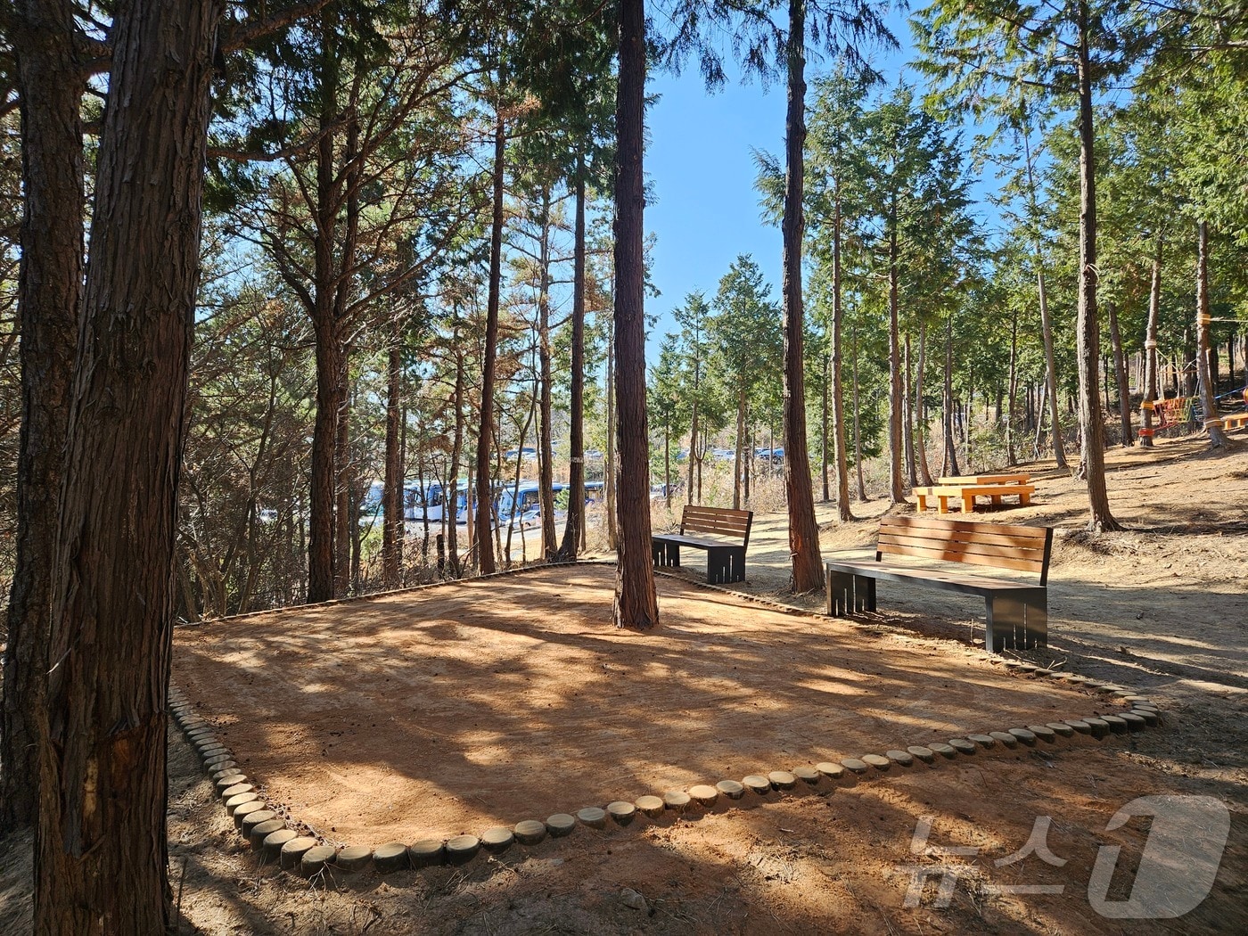 염포산 편백산림욕장.(울산동구청제공. 재판매 및 DB 금지)/뉴스1