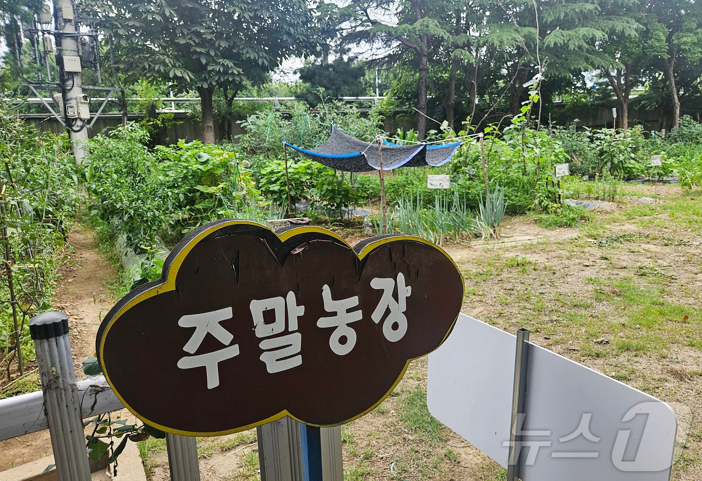 도심 속 힐링 공간을 제공하는 대구공공시설관리공단 주말농장. (대구공공시설관리공단 제공, 재판매 및 DB 금지)