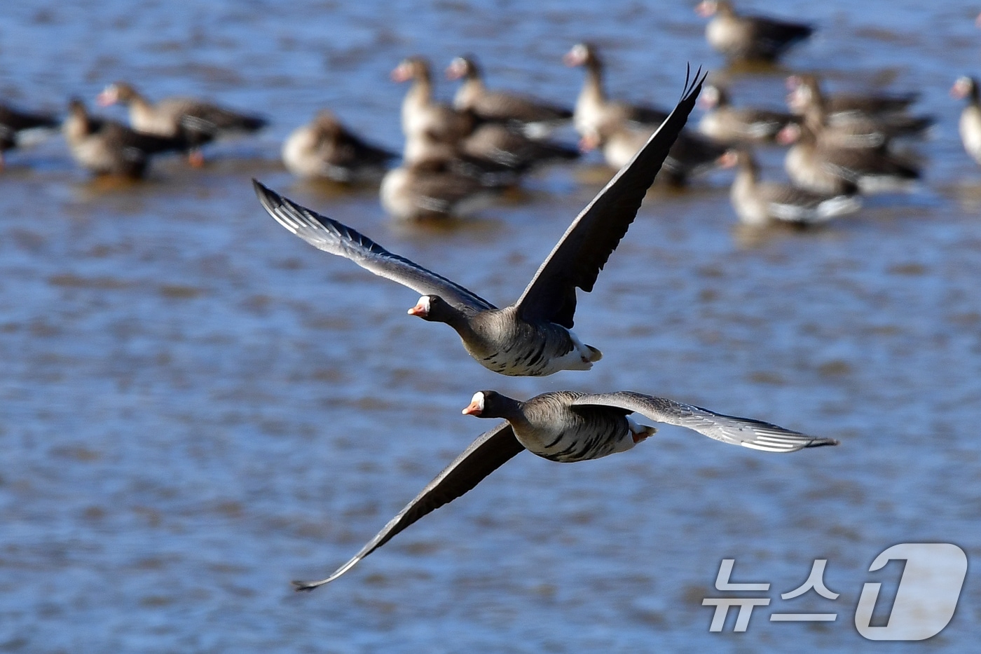 17일 경북 경주시 강동면 형산강에서 쇠기러기들이 힘찬 날개짓으로 날아오르고 있다. 2025.2.17/뉴스1 ⓒ News1 최창호 기자