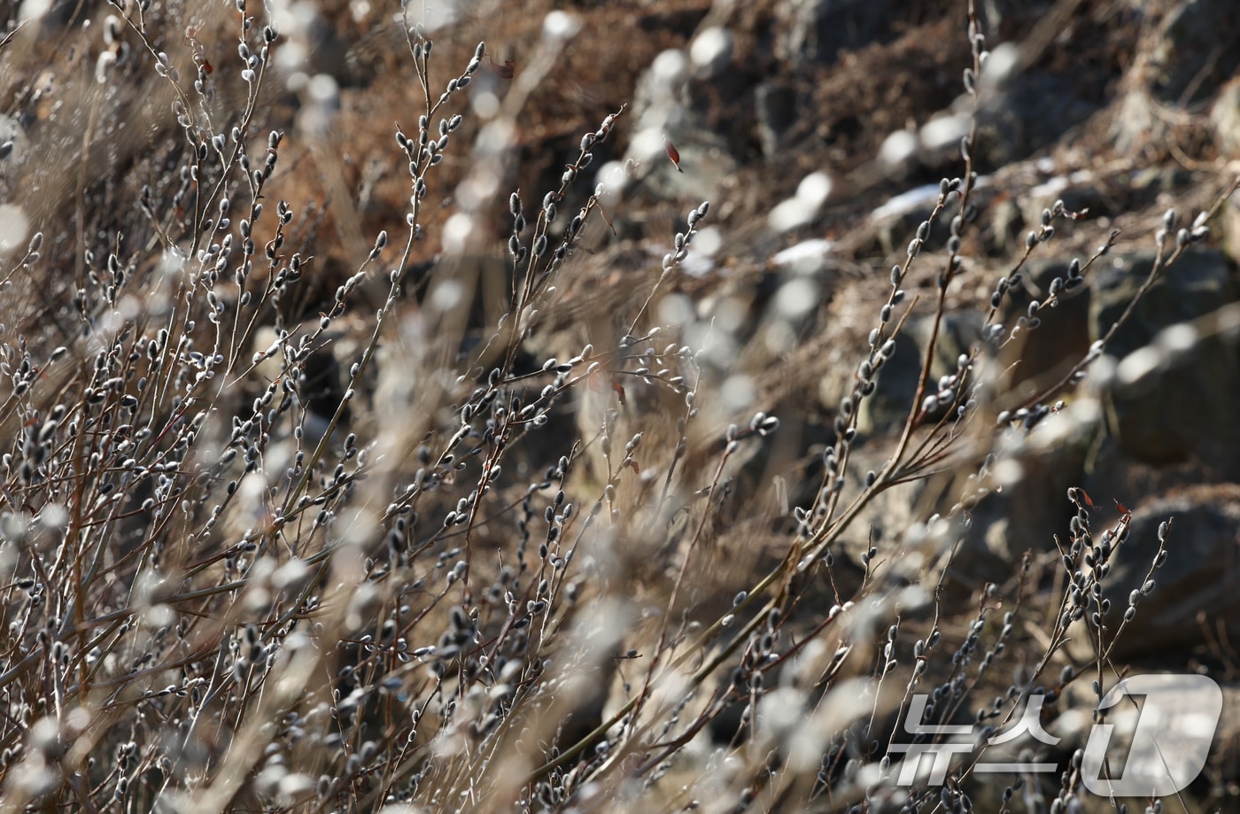 절기상 우수(雨水)인 18일 오전 경기 수원시 영통구의 한 하천에 버들강아지가 피어 봄소식을 전하고 있다. 2025.2.18/뉴스1 ⓒ News1 김영운 기자