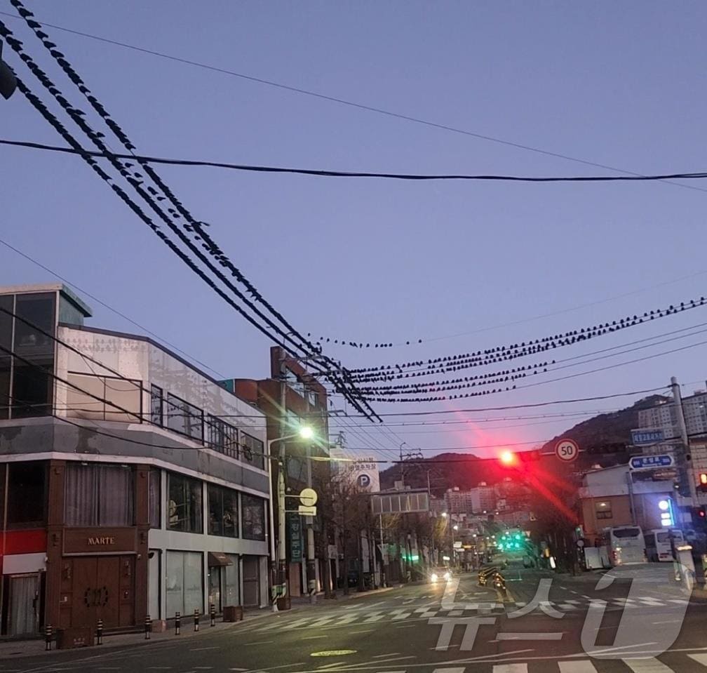 김해시가 떼까마귀 퇴치반을 운영한다. 사진은 도심 전기줄에 모인 떼까마귀 모습.(김해시 제공. 재판매 및 DB금지)