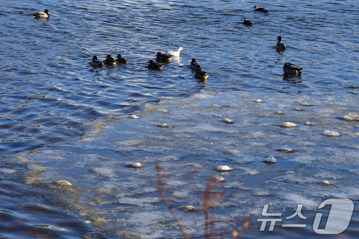 강추위가 기승을 부린 19일 오전 경북 포항시 남구 연일읍 형산강에 얼음이 떠 있다. 2025.2.19/뉴스1 ⓒ News1 최창호 기자