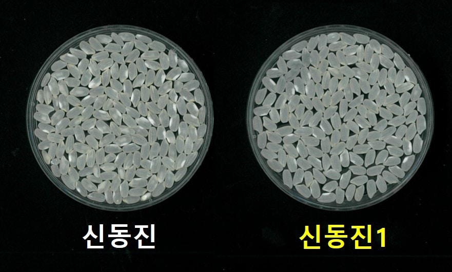 신동진과 신동진1 외관 &#40;농촌진흥청 제공&#41; 2025.02.19 /뉴스1