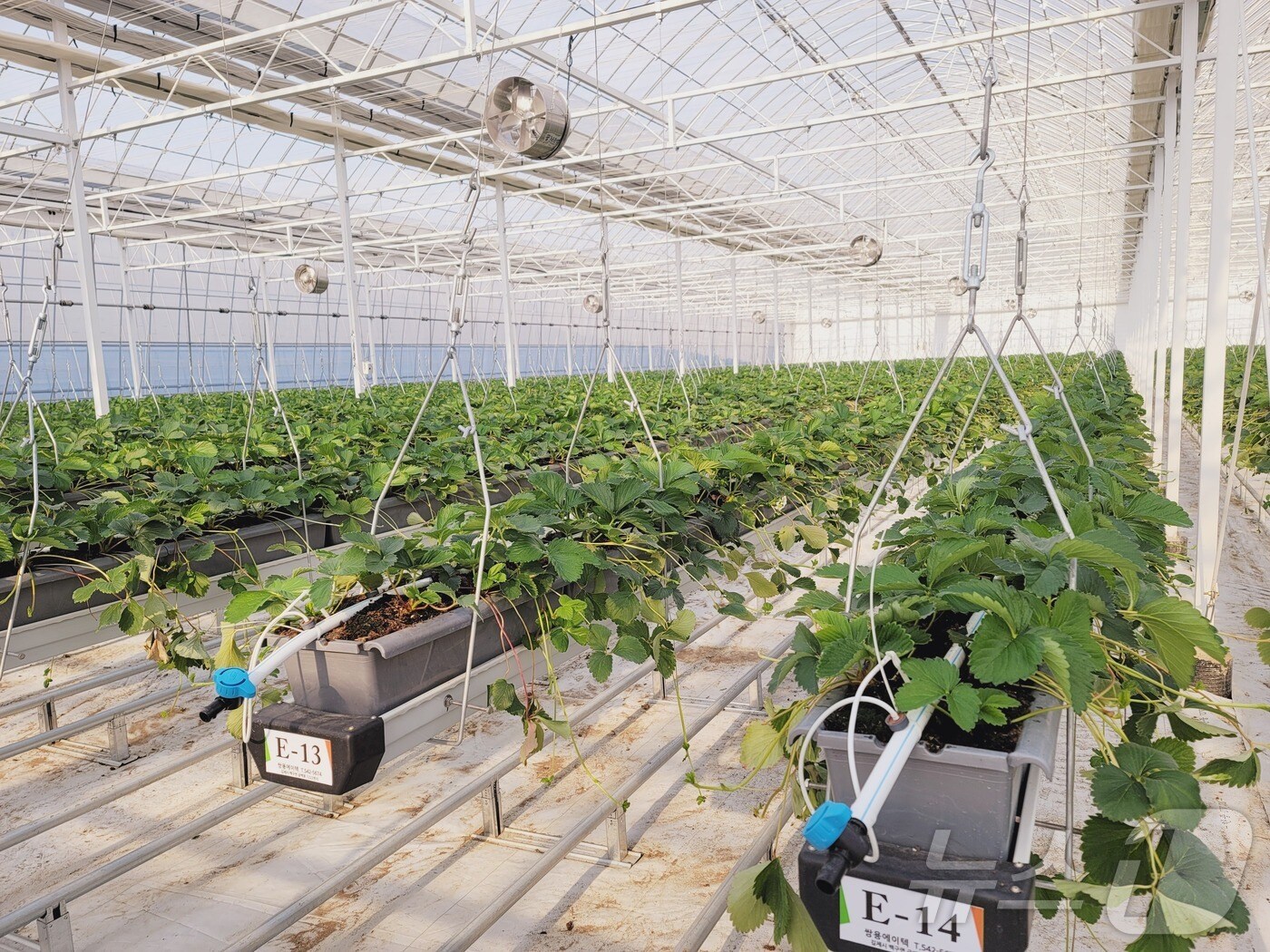 김제시가 임대형 스파트팜 청년농을 위한 경영안정 지원에 나선다.(김제시 제공. 재판매 및 DB금지) 2025.2.20/뉴스1