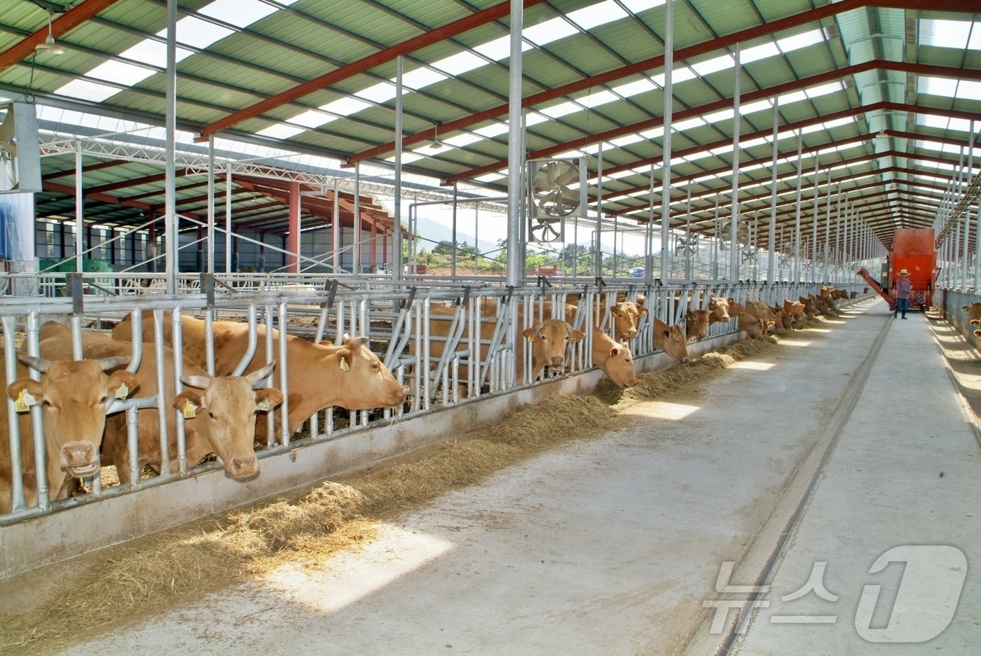 정읍시가 축산농가의 경영 안정을 돕고 축산업의 경쟁력을 높이기 위해 ‘축산분야 농림수산발전기금’ 사업을 추진한다.(정읍시 제공. 재판매 및 DB금지)2025.2.20/뉴스1