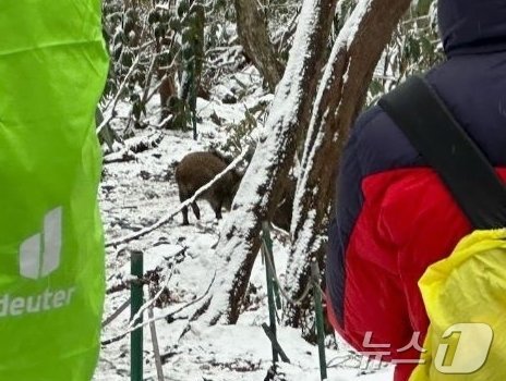 지난해 12월13일 오후 2시17분 쯤 한라산 성판악 코스에 출몰한 멧돼지 무리 모습.(제주도 소방안전본부 제공)