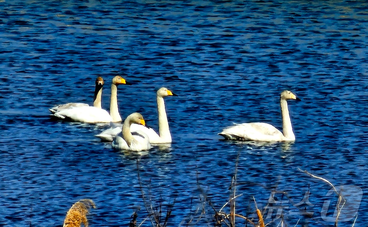 23일 대구와 경북지역은 아침 최저기온이 영하권을 기록하는 등 매우 춥겠다. 21일 경북 포항시 북구 흥해읍 곡강 생태하천에서 천연기념물 201호인 큰고니들이 먹잇감을 찾아 다니고 있다. 2025.2.21/뉴스1 ⓒ News1 최창호 기자