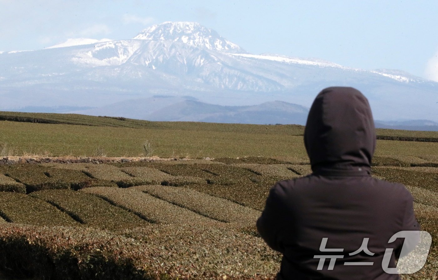 녹차밭과 한라산. (자료사진/뉴스1)