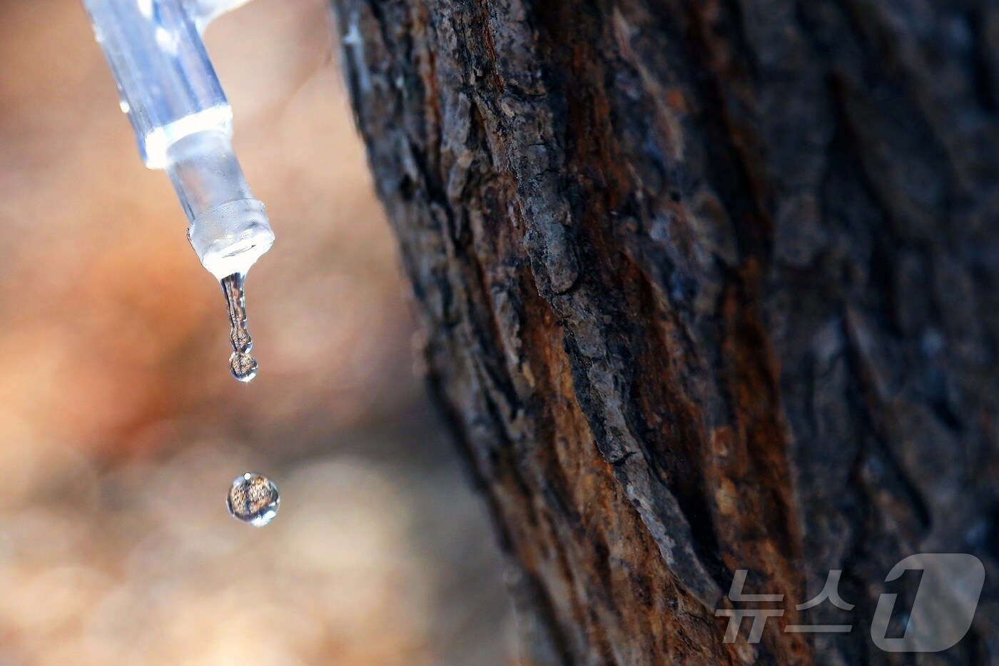 22일 강원 인제군 남면 상수내리의 한 산림에서 작목반이 고로쇠 수액 채취작업을 하고 있다. 봄철 고소득 작물인 인제지역 고로쇠는 청정자연에서 자라는 나무에서 위생적으로 수액이 채취되며, 다른 지역에 비해 무기질 함량이 매우 높다. (인제군 제공, 재판매 및 DB금지) 2025.2.22/뉴스1 ⓒ News1 이종재 기자