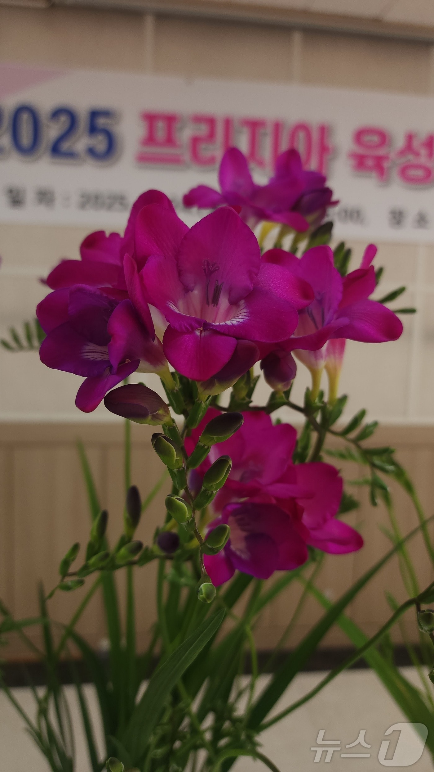 신품종 프리지아. (충남농업기술원 제공. 재판매 및 DB금지) /뉴스1