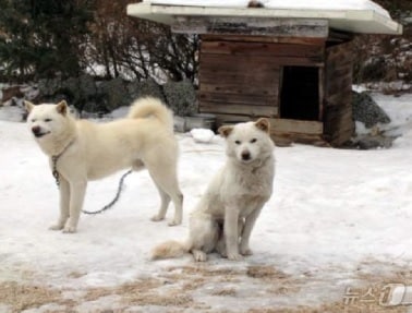  부안군이 유실·유기 동물 발생 예방과 개체수 조절을 위해 실외사육견과 길고양이 중성화 지원사업을 추진한다.(부안군 제공. 재판매 및 DB금지)2025.2.25/뉴스1 