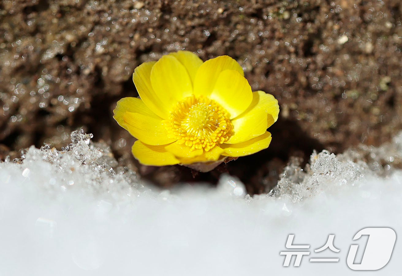 복수초가 쌓인 눈을 비집고 노란 꽃망울을 터뜨리고 있다. (김용만 씨 제공. 재판매 및 DB 금지) /뉴스1