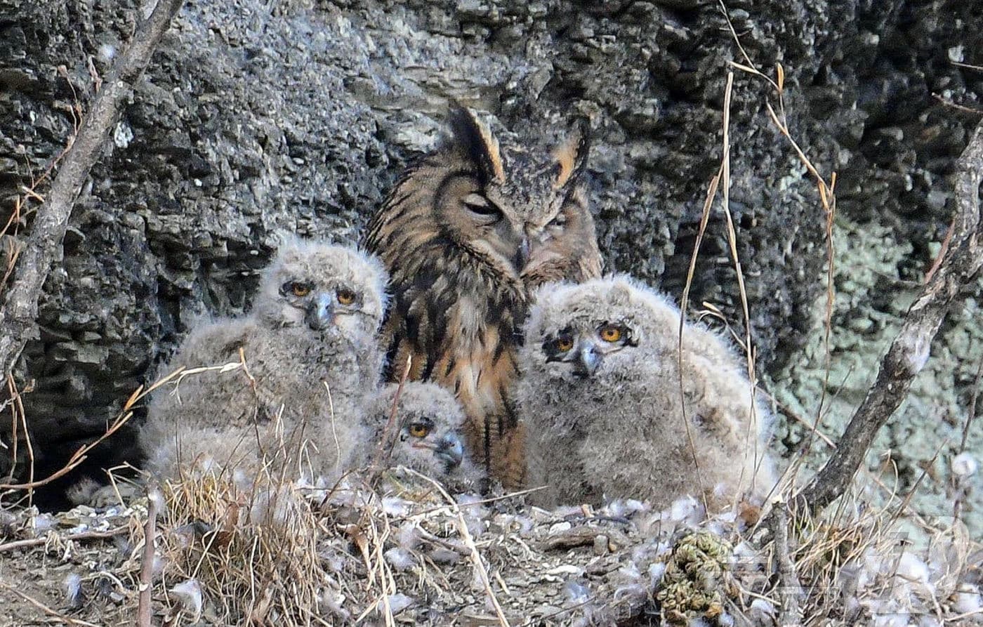 금호강 팔현습지에서 발견된 수리부엉이 어미와 새끼&#40;대구환경운동 연합 제공. 재판매 및 DB금지&#41;
