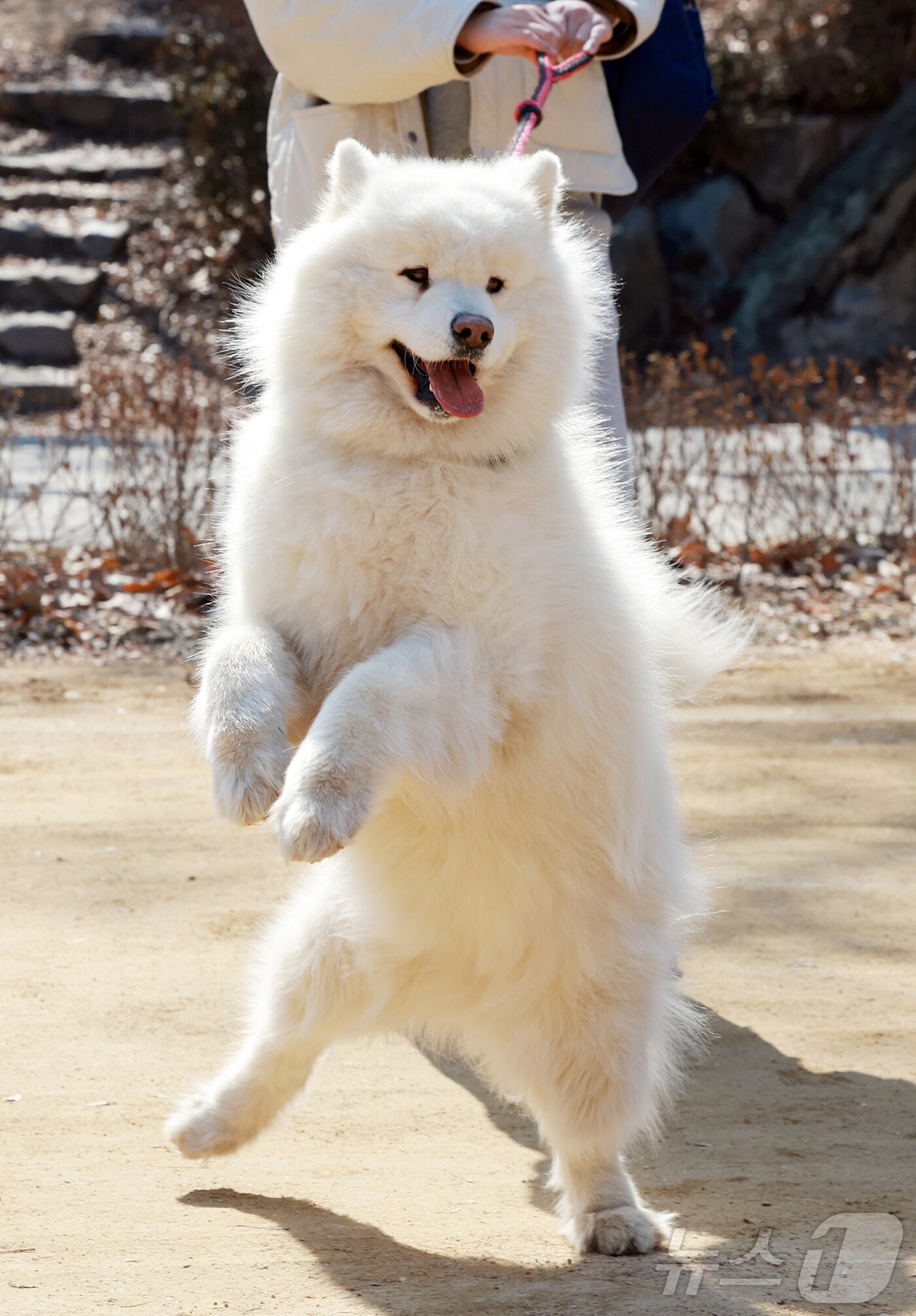기사 이해를 돕기 위한 반려견 자료 사진으로, 기사 내용과 관련 없음. &#40;재판매 및 DB금지&#41; 2025.3.11/뉴스1