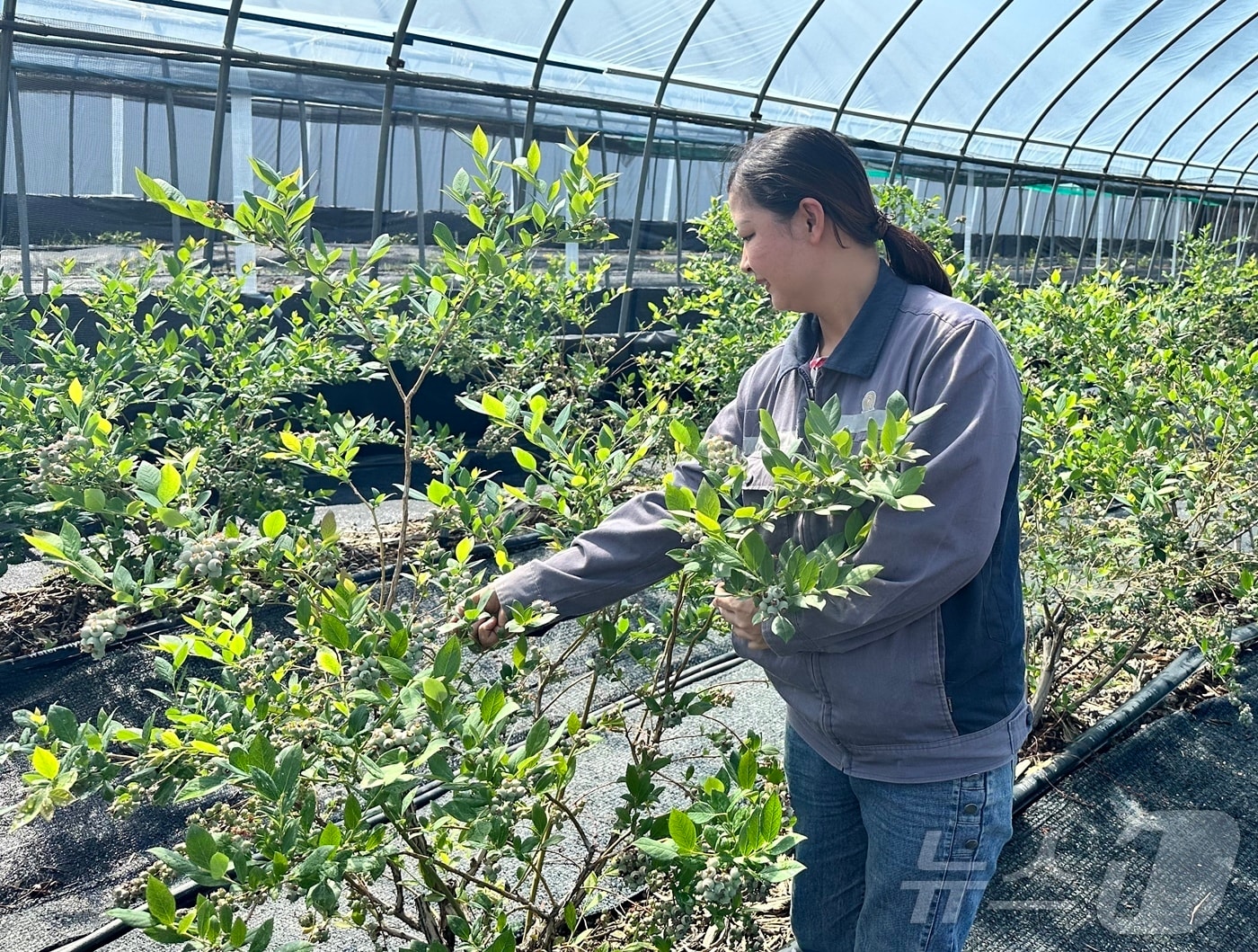 정읍시가 법무부 주관 ‘외국인 계절근로 운영 실적 평가’에서 우수 지자체로 선정됐다. 한 외국인 계절근로자가 영농활동을 하고 있다.(정읍시 제공. 재판매 및 DB금지)2025.2.27/뉴스1