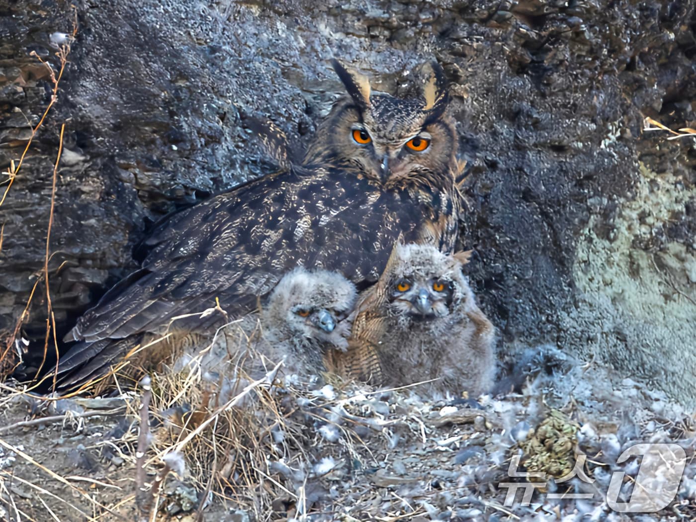 27일 대구시 금호강 팔현습지에서 천연기념물 324호인 수리부엉이가 새끼들을 지키고 있다. 이곳 둥지에서는 3마리의 새끼가 성조가 사냥해 온 먹잇감을 먹으며 맹금류로 성장하고 있다. 2025.2.27/뉴스1 ⓒ News1 최창호 기자