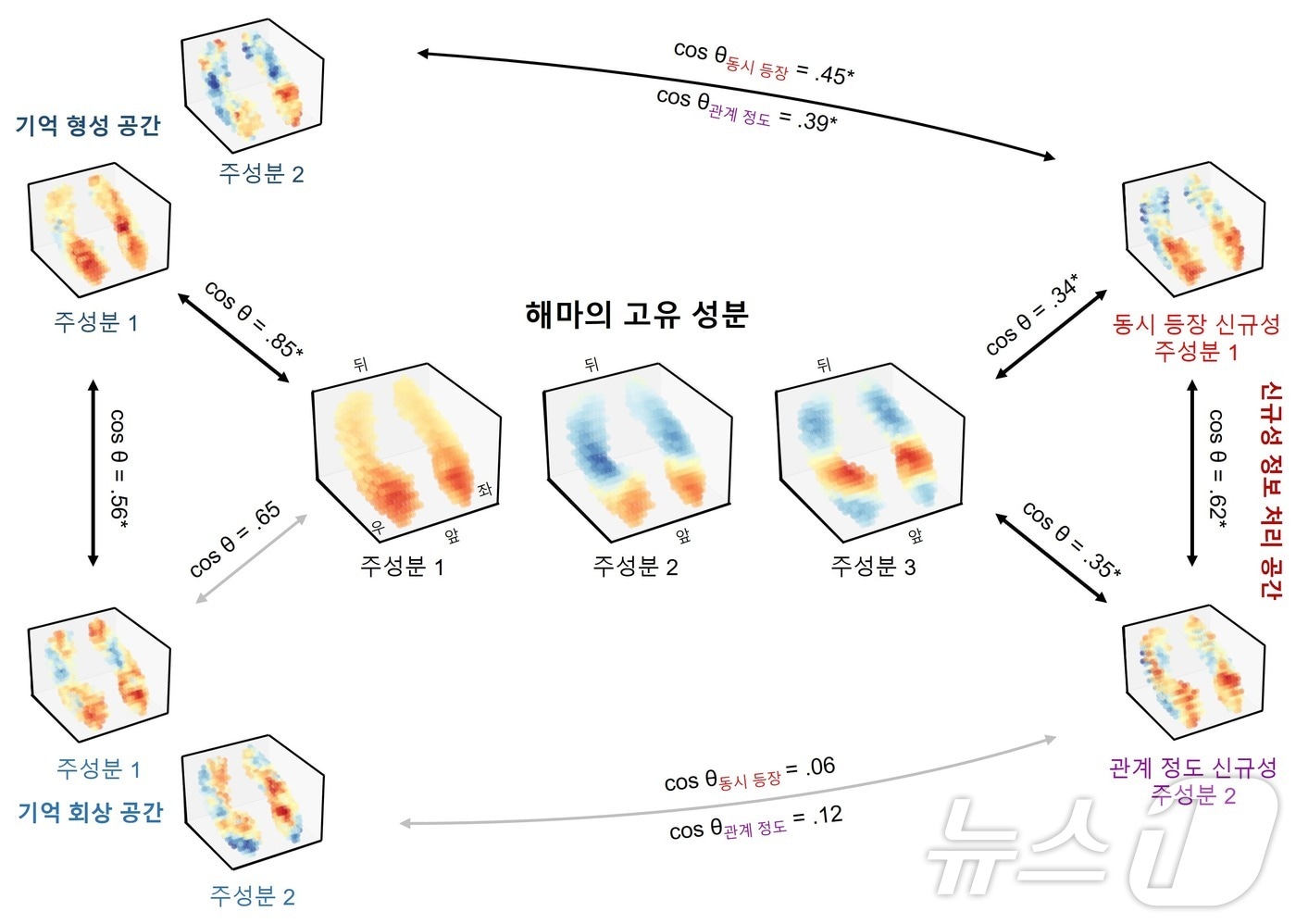 ‘해마’ 기억 형성·회상 관여 인지 과정 조율 메커니즘 규명 - 뉴스1