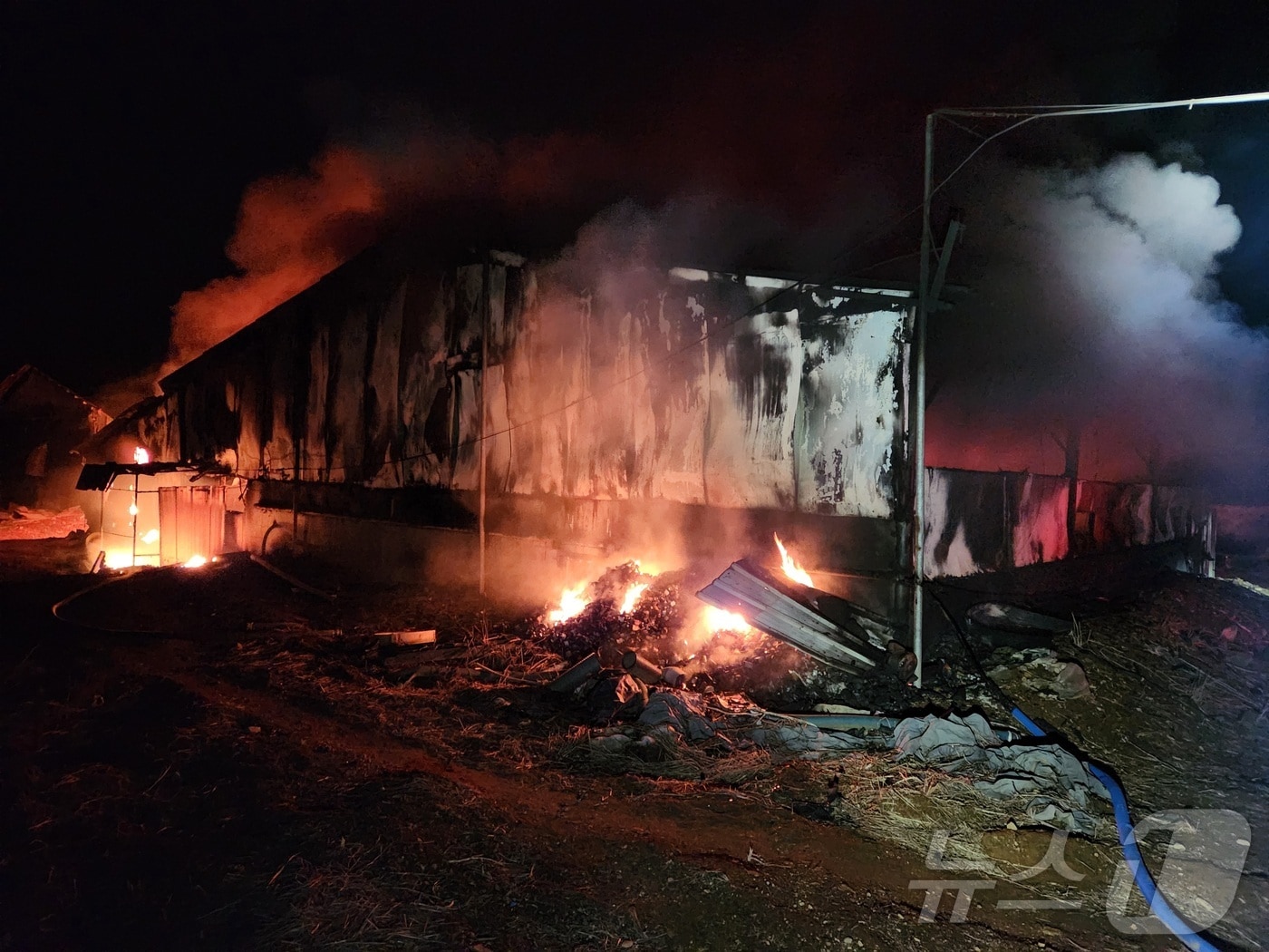 3일 오전 3시16분쯤 경북 성주군 선남면 한 돼지 농장에 불이나 소방 당국이 화재진압에 나섰다(경북소방본부 제공)2025.2.3/뉴스1