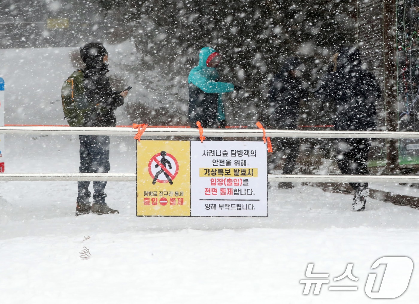 제주시 사려니숲길에 눈이 쏟아지고 있다(자료사진)/뉴스1