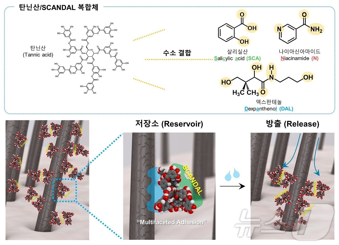 탄닌산-SCANDAL 복합체에 의한 탈모 완화 메커니즘 모식도.(KAIST 제공)/뉴스1