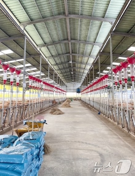 정읍시가 6일 축산농가의 재정 부담을 줄이기 위해 가축재해보험 농업인 부담금을 지원한다고 밝혔다.(정읍시 제공)2025.2.6/뉴스1