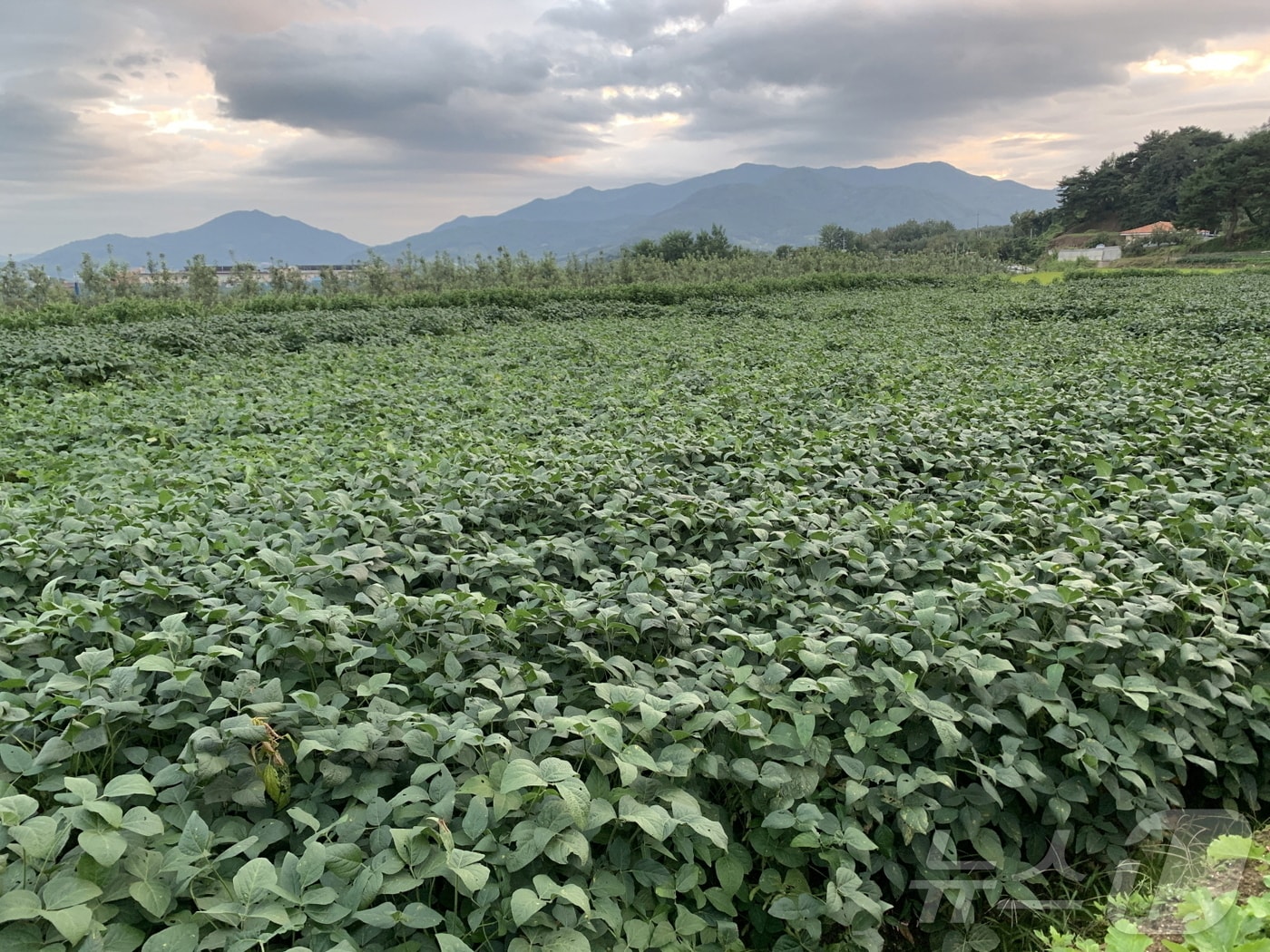 지난해 벼 재배 논에 콩을 재배하는 모습 (영주시 제공)2025.2.7/뉴스1