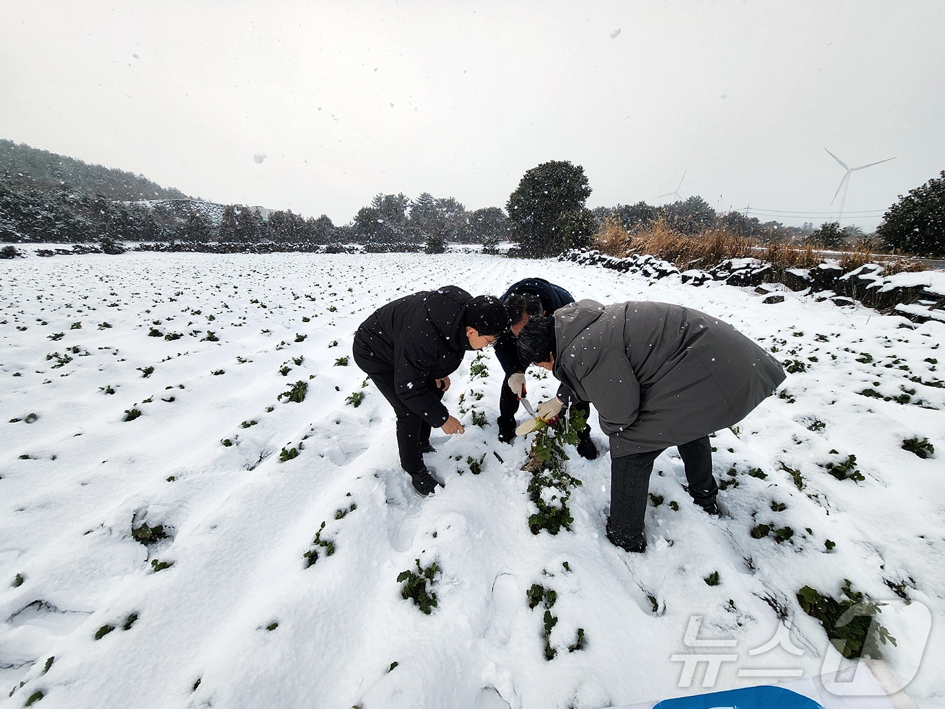 고우일 농협중앙회 제주본부장 등 농협중앙회 제주본부 관계자들이 6일 제주 동부의 한 겨울무 밭을 방문해 생육 상태를 점검하고 있다.(농협중앙회 제주본부 제공)