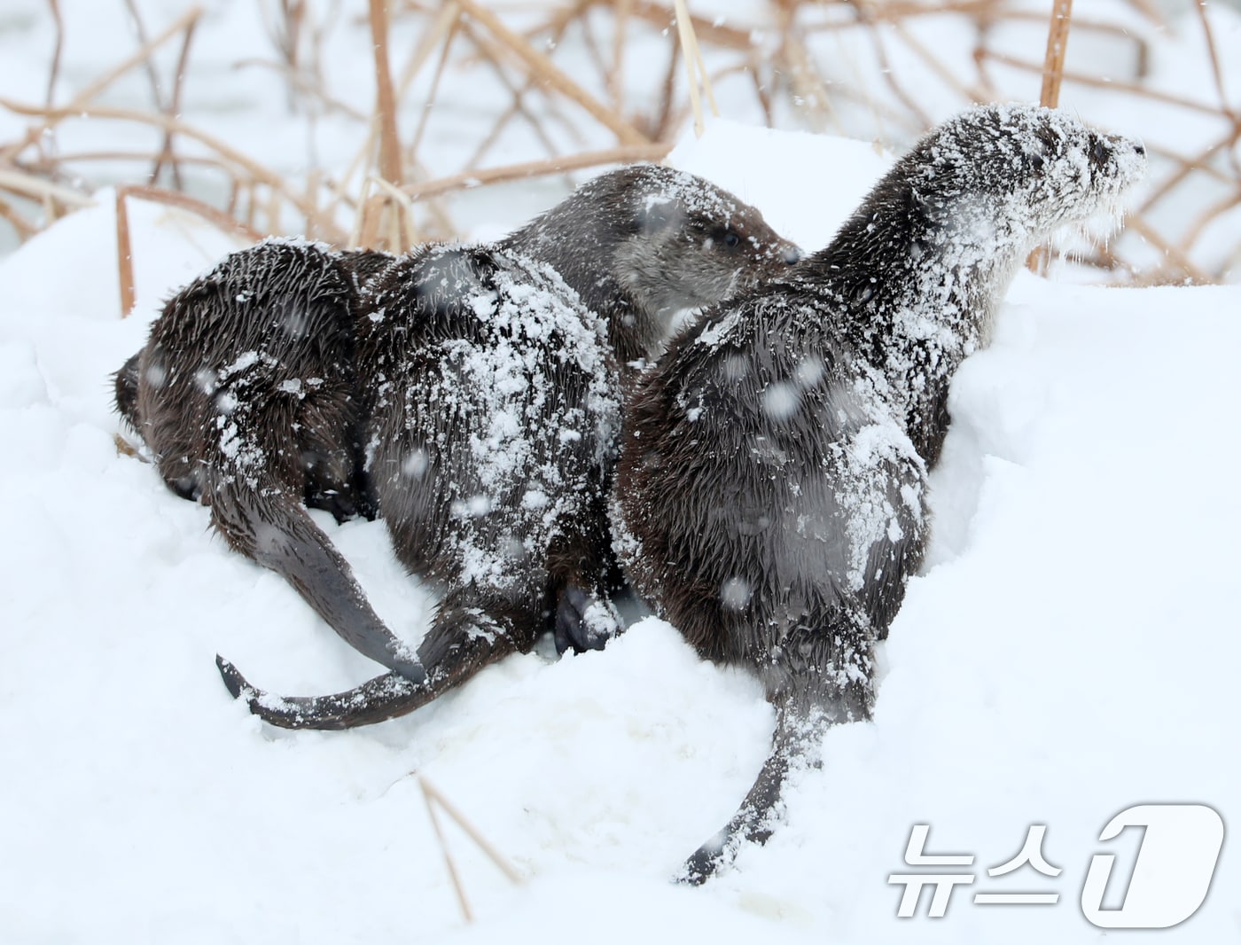 전북 전역에 대설특보가 발효된 지난 7일 전북자치도 전주시 덕진공원에서 천연기념물 330호인 수달이 얼어붙은 호수에 쌓인 눈 위에서 장난을 치고 있다. 2025.2.7/뉴스1 ⓒ News1 유경석 기자
