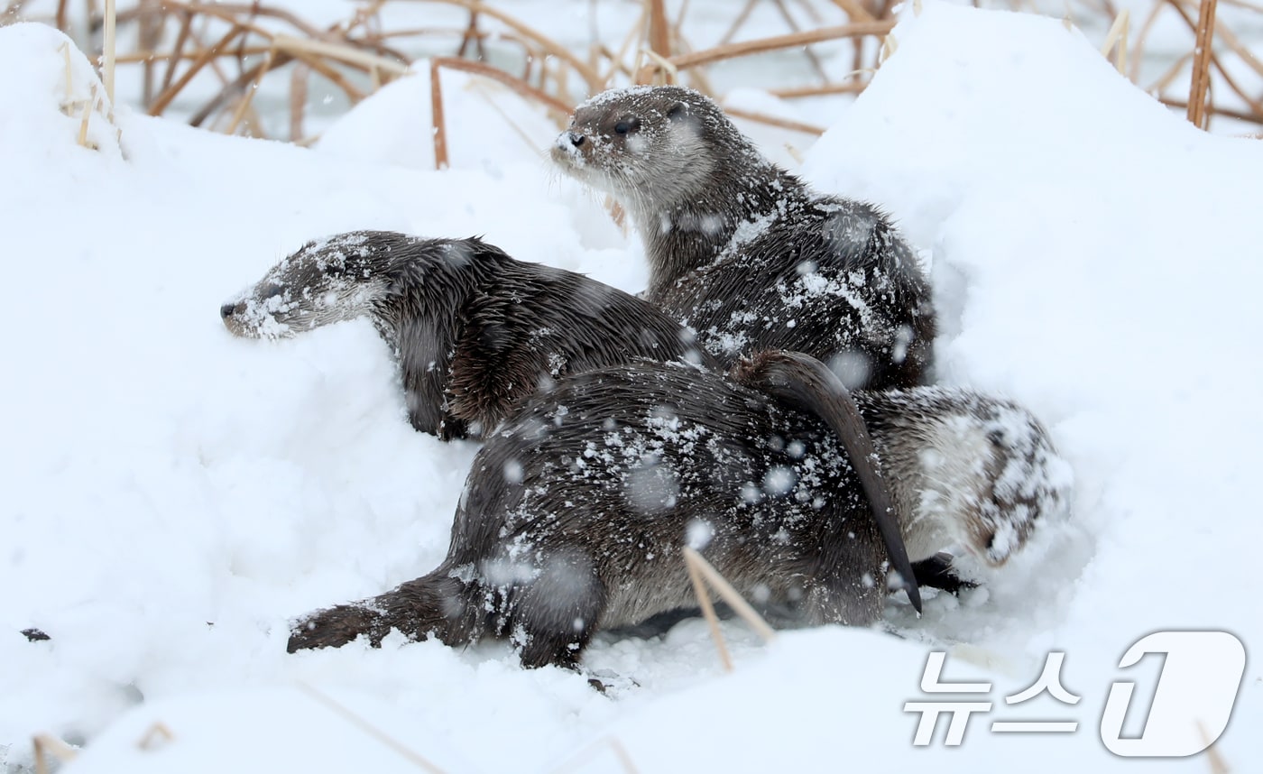 전북 전역에 대설특보가 발효된 7일 전북자치도 전주시 덕진공원에서 천연기념물 330호인 수달이 얼어붙은 호수에 쌓인 눈 위에서 장난을 치고 있다. 2025.2.7/뉴스1 ⓒ News1 유경석 기자