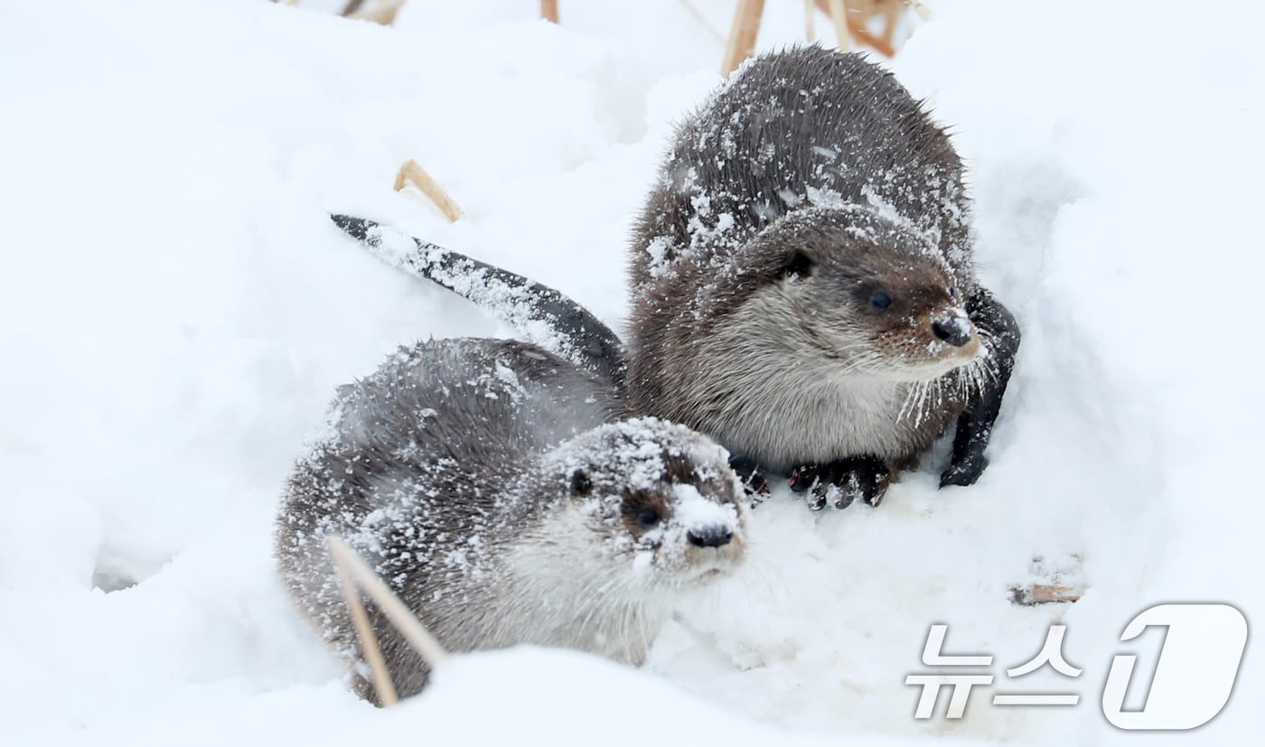전북자치도 전주시 덕진공원에서 천연기념물 330호인 수달이 얼어붙은 호수에 쌓인 눈 위에서 장난을 치고 있다. 2025.2.7 ⓒ 뉴스1 유경석 기자