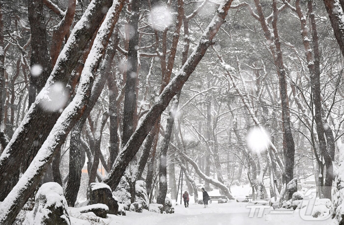 전국 곳곳에 폭설이 쏟아진 7일 경남 거창군 웅양면 동호리 동호숲에 많은 눈이 내리고 있다. (거창군 제공) 2025.2.7/뉴스1