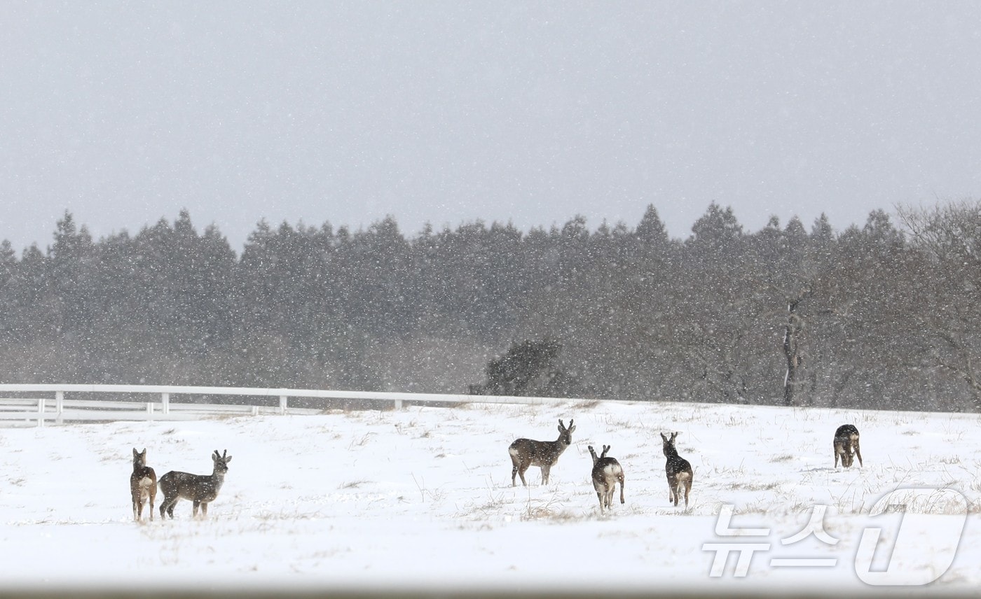 제주 제주시 조천읍 한국마사회 제주목장에서 노루들이 먹이를 찾아다니고 있다.2025.2.9/뉴스1 ⓒ News1 강승남 기자
