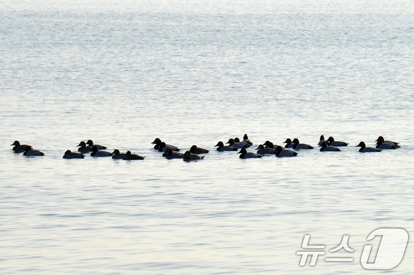 10일 오전 경북 포항시 송도해수욕장 앞바다에서 겨울 철새들이 고향으로 돌아갈 준비를 하고 있다. 2025.3.10/뉴스1 ⓒ News1 최창호 기자