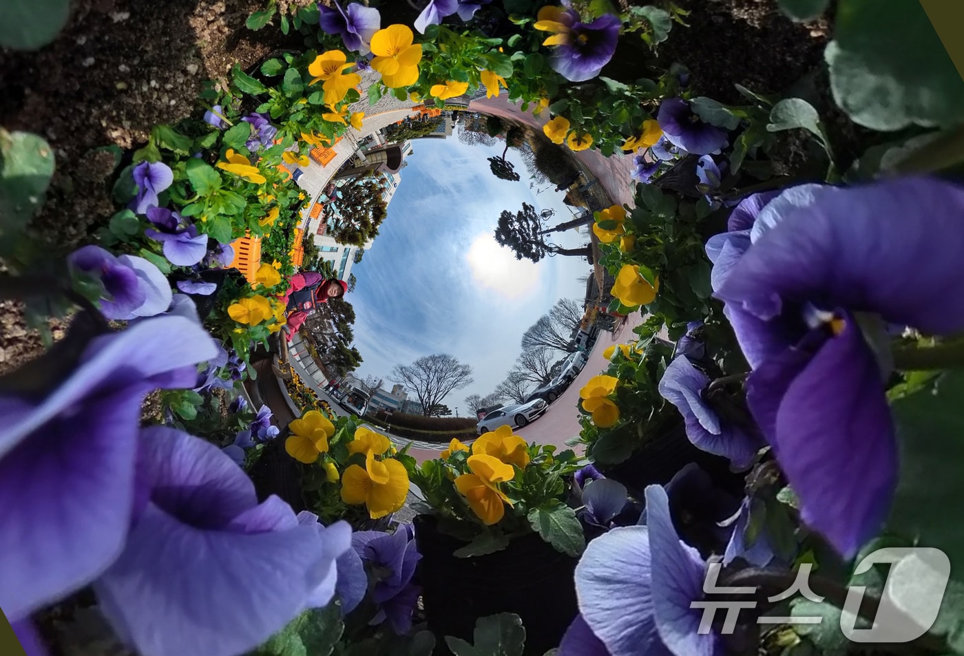 11일 대전·충남은 오전에 영하권의 날씨가 이어질 것으로 예보됐다. 대전 유성구청 광장에서 녹지산림과 관계자들이 펜지 등 봄꽃을 식재하고 있다.  ⓒ 뉴스1 김기태 기자