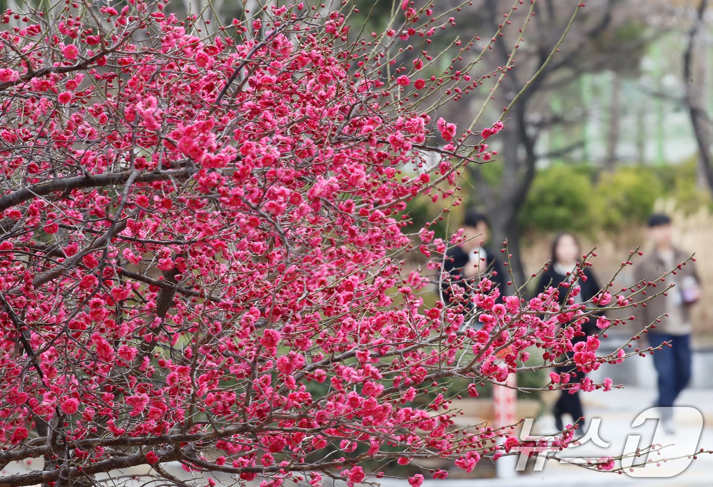 완연함 봄 날씨를 보인 10일 부산 영도구 한 도로변 화단에 홍매화꽃이 활짝 펴 시민들의 눈길을 끌고 있다. 2025.3.10/뉴스1 ⓒ News1 윤일지 기자