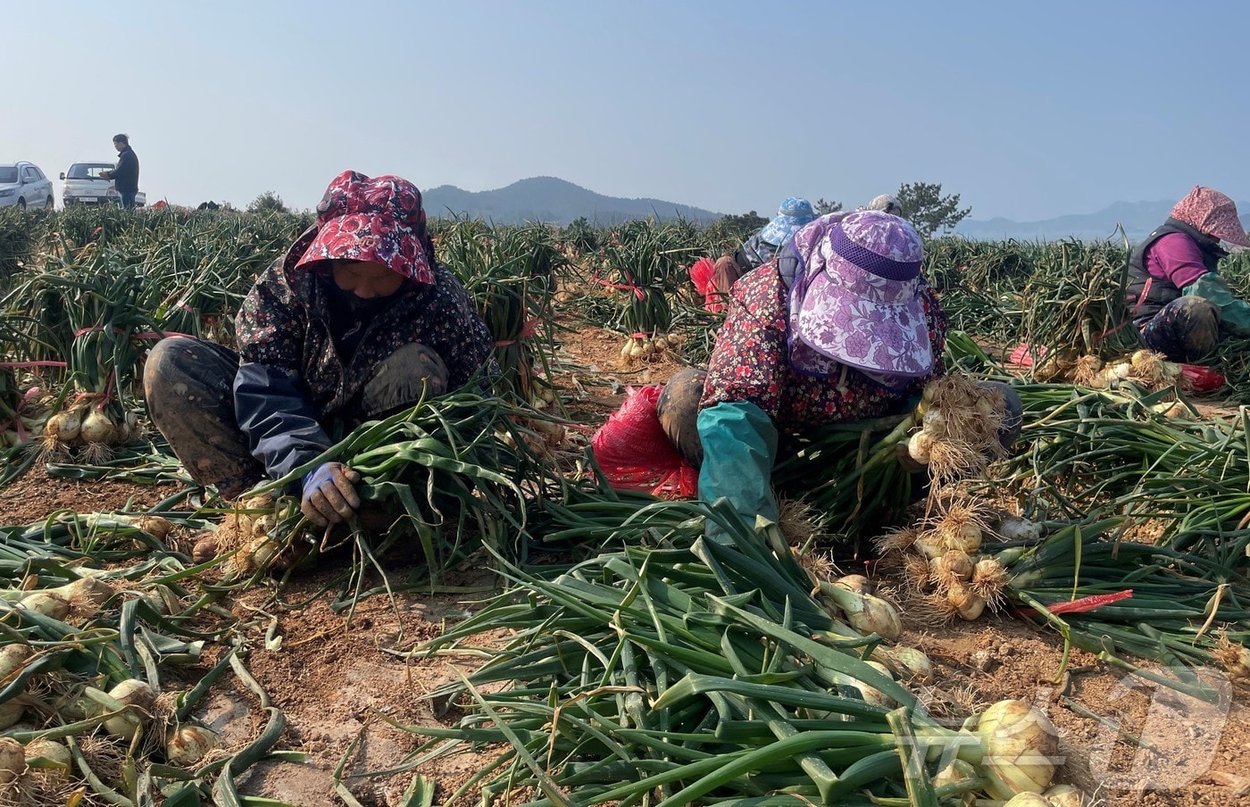 고흥 거금도 조생양파 수확 모습.(전남도 제공. 재판매 및 DB금지) 2025.3.10/뉴스1