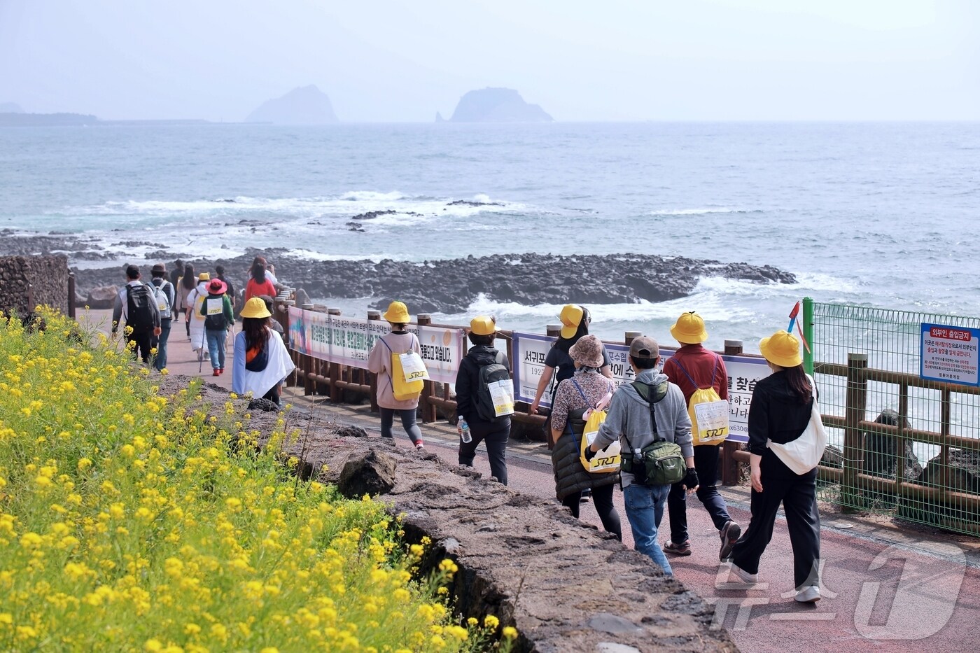  서귀포 유채꽃 국제걷기대회&#40;서귀포시 제공. 재판매 및 DB금지&#41;/뉴스1