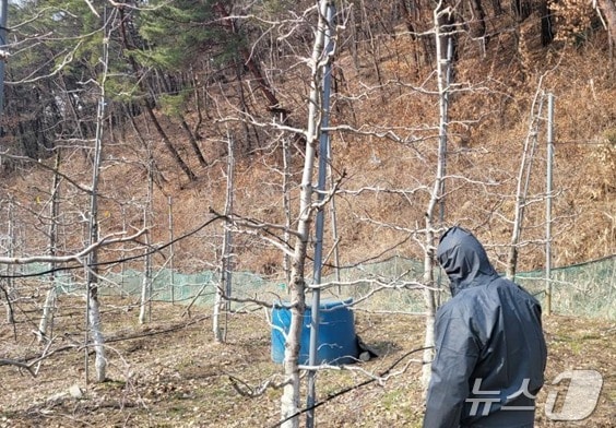 강원 원주시의 과수화상병 예찰활동 자료 사진. (원주시 제공. 재판매 및 DB금지) 2025.3.12/뉴스1