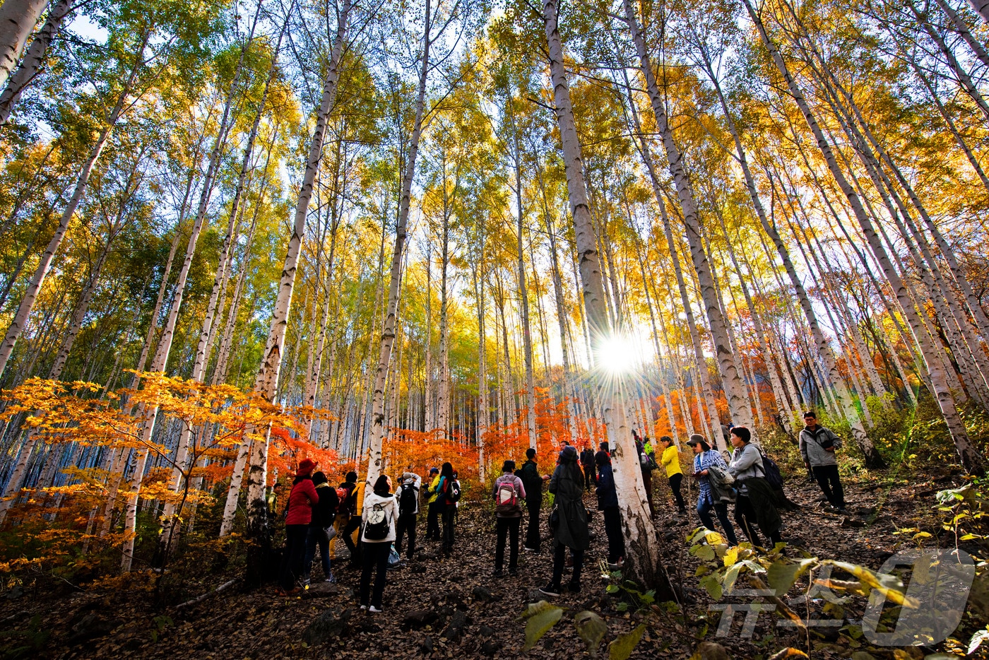 인제 자작나무숲.(인제군 제공. 재판매 및 DB금지)/뉴스1