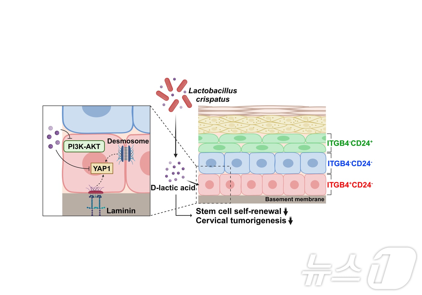 DGIST(대구경북과학기술원)와 칠곡경북대병원, 동국대 공동 연구팀이 유산균으로 자궁경부암 예방의 열쇠를 찾아냈다. 그림은 연규개략도.(DGIST 제공,재판매 및 DB 금지)