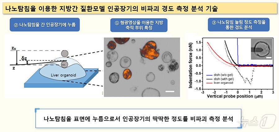 비알콜성 지방간 검진을 위한 나노 탐침분석기술 연구 개념도(화학연구원 제공. 재판매 및 DB금지) /뉴스1