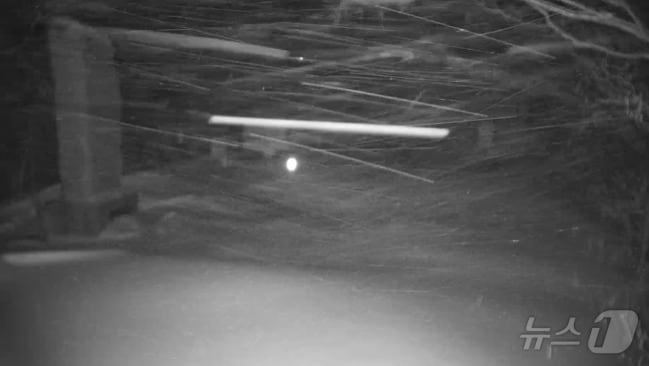 눈 내리는 강원 평창 오대산 두로령.(국립공원공단 CCTV 캡처, 재판매 및 DB금지)