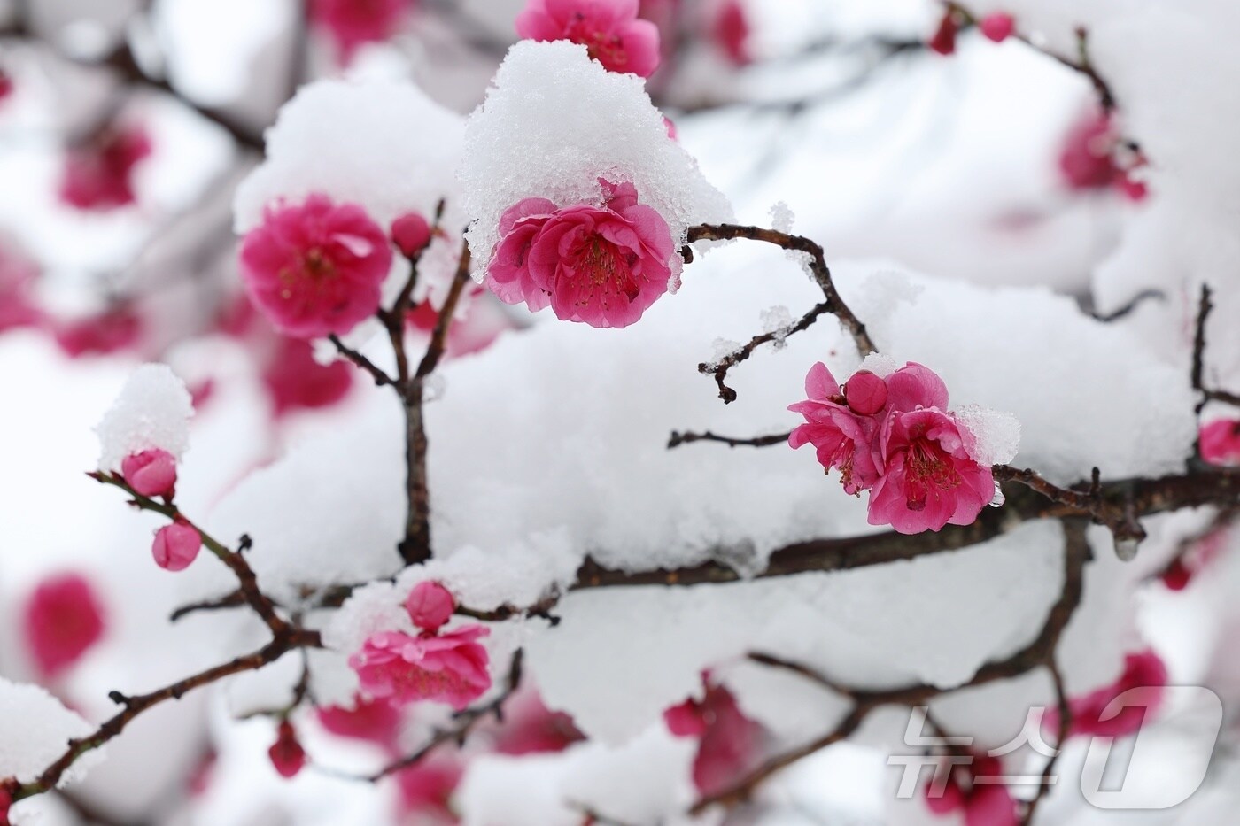 강원 동해안과 산지를 중심으로 많은 눈이 내린 17일 오전 동해시의회 앞에 핀 매화 위로 눈이 소복하게 쌓여 있다.(동해시 제공, 재판매 및 DB 금지) 2025.3.17/뉴스1 ⓒ News1 윤왕근 기자