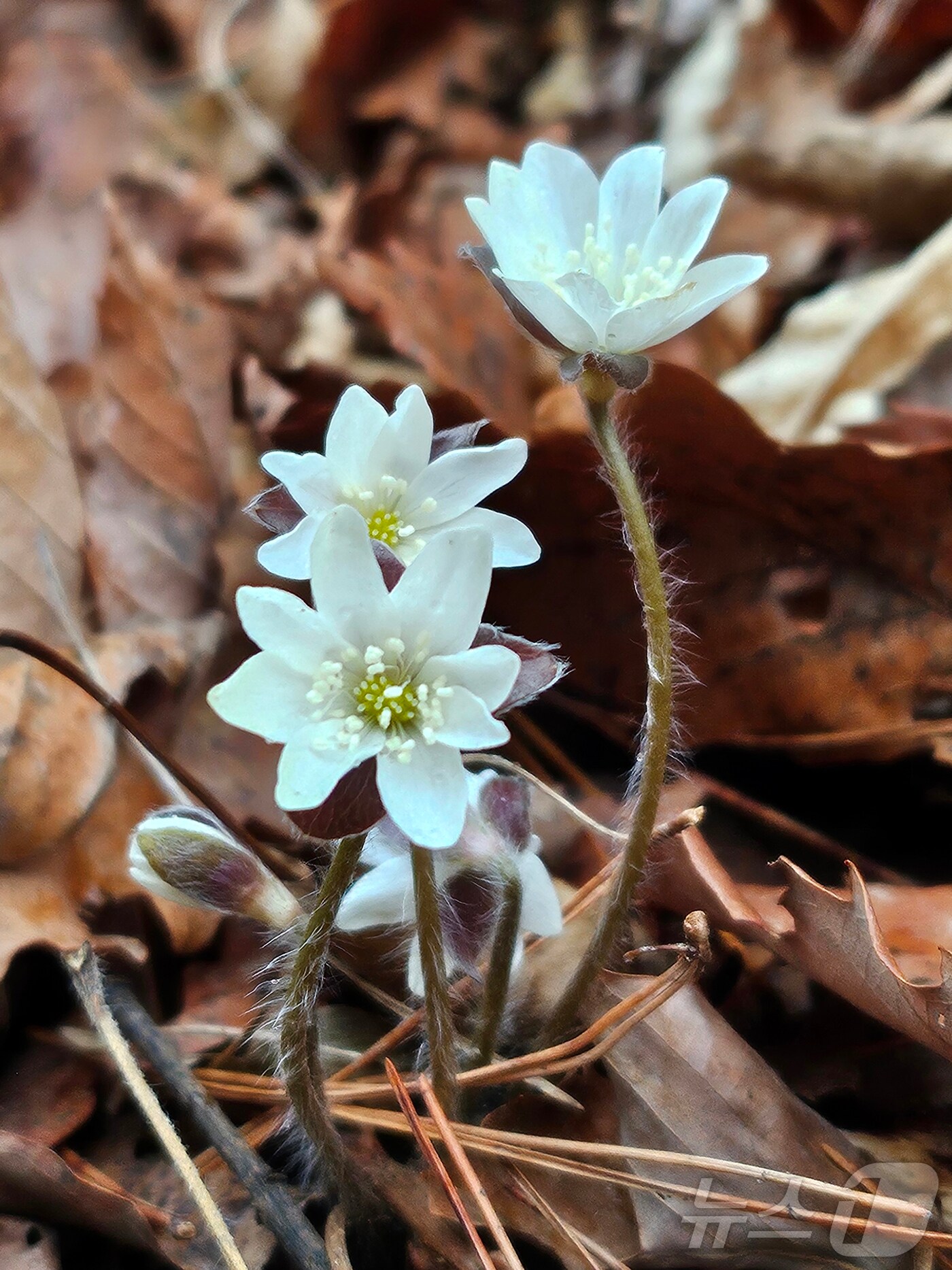 국립공원공단 경주국립공원사무소 토함산 일원에서 봄의 전령사들의 개화를 시작했다. 사진은 노루귀. ( 국립공원공단 경주국립공원사무소 제공, 재판매 및 DB 금지) 2025.3.17/뉴스1