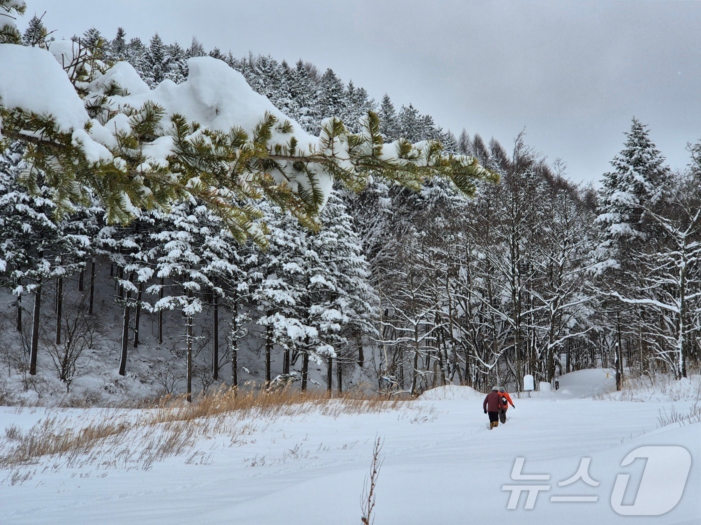기사 이해를 돕기 위한 강원 평창군 대관령면 적설 지역 자료 사진으로 기사 내용과 직접 관련 없음. ⓒ News1