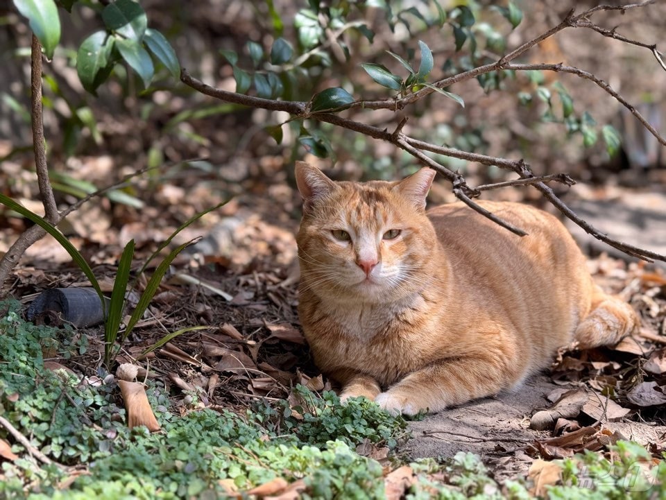 길고양이.(광주시 제공. 재판매 및 DB 금지) 2025.3.17/뉴스1 ⓒ News1 박준배 기자