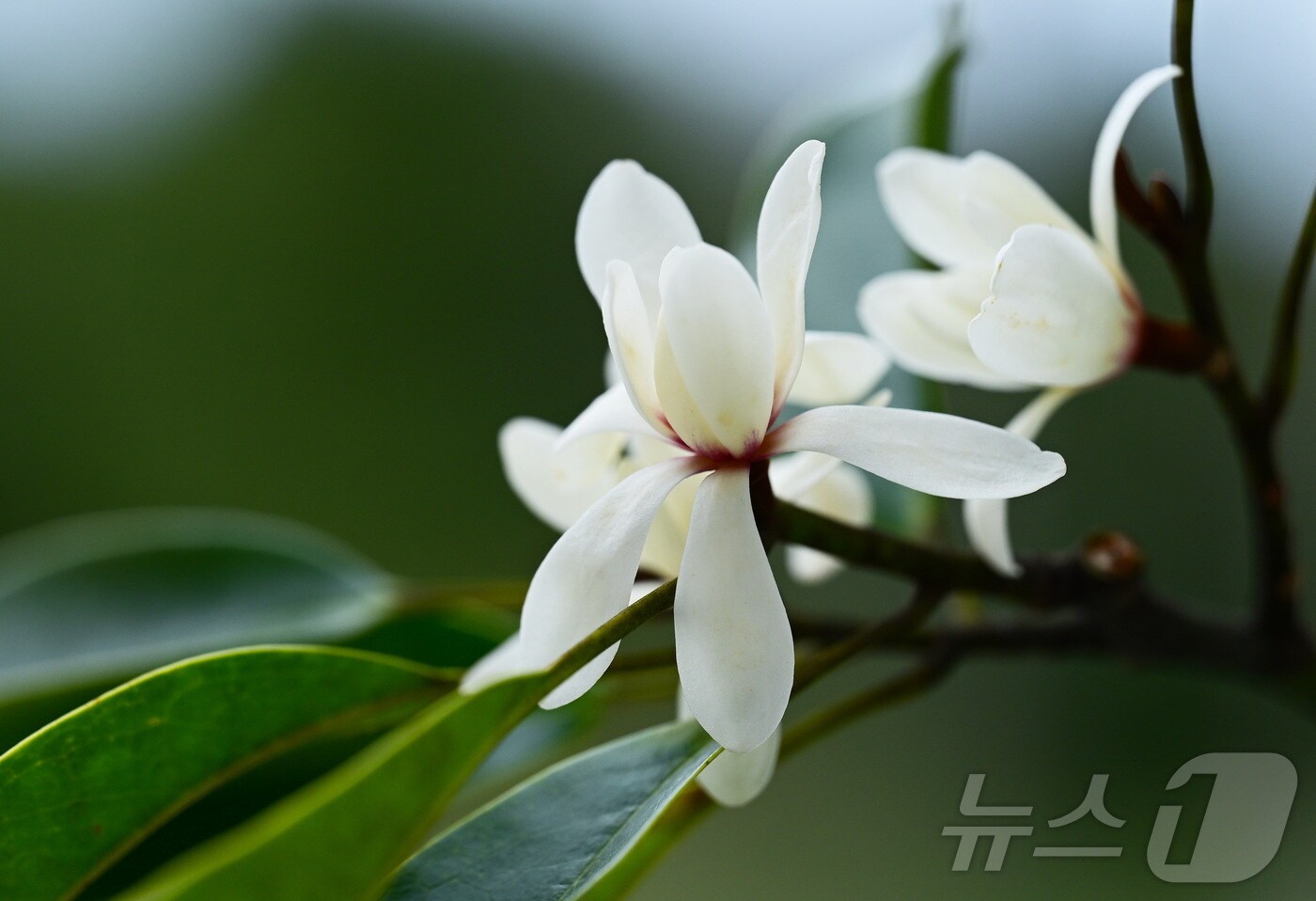 초령목(난대·아열대산림연구소 제공.재판매 및 DB금지)/뉴스1