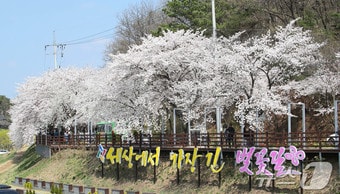 대전 동구 오동선 벚꽃길 모습.(대전 동구 제공.재판매 및 DB금지) /뉴스1 