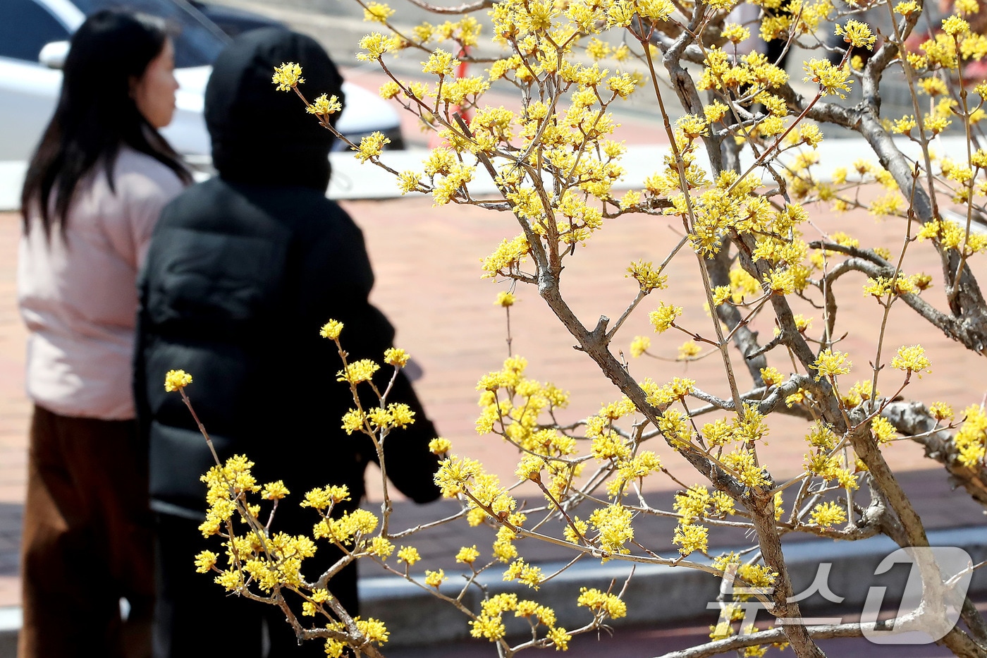 노랗게 핀 산수유 꽃 너머로 외투를 입은 학생들이 지나가고 있다. &#40;자료사진&#41; ⓒ News1 공정식 기자